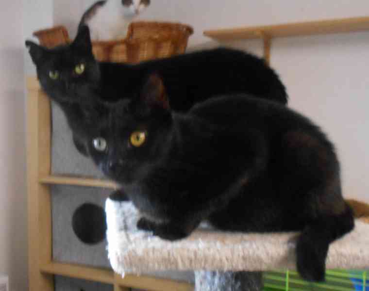 Hodný černý 3letý kocourek Tom hledá domov.  - foto 2