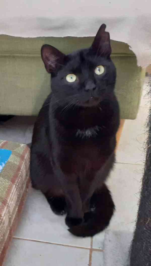 Hodný černý 3letý kocourek Tom hledá domov.  - foto 11