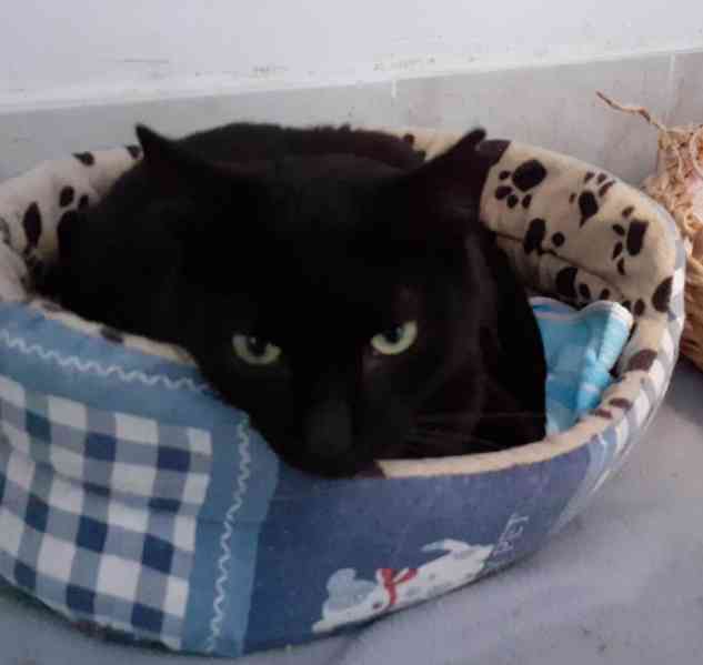 Hodný černý 3letý kocourek Tom hledá domov.  - foto 9