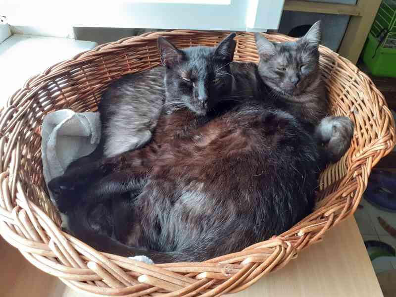 Hodný černý 3letý kocourek Tom hledá domov.  - foto 12