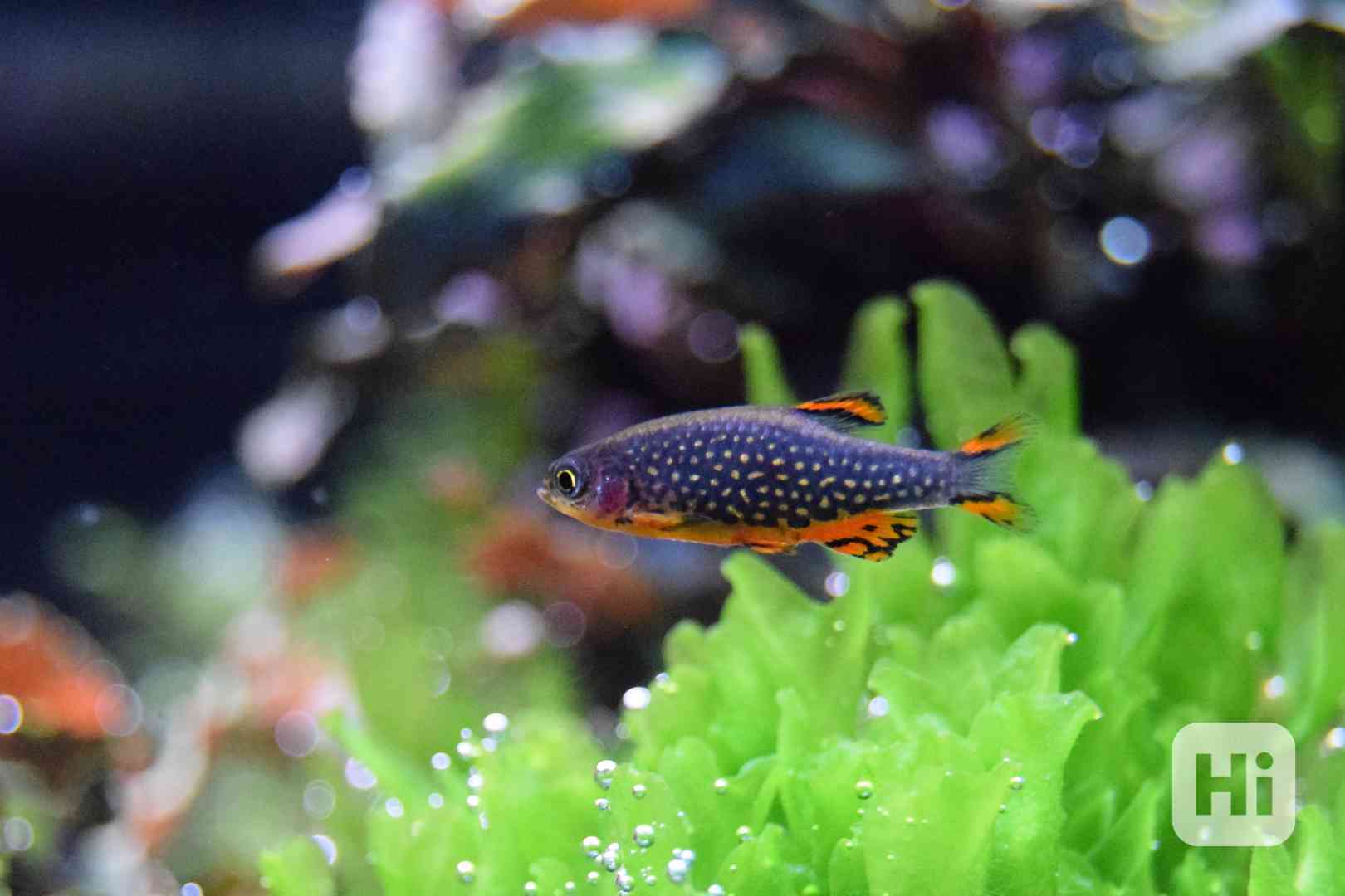 Danio perlové - Razbora galaxy - foto 1