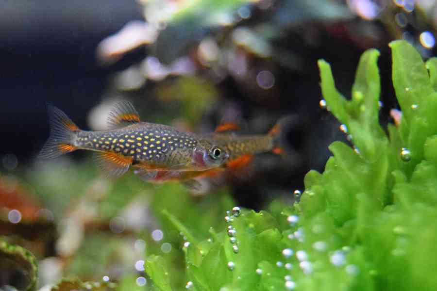 Danio perlové - Razbora galaxy - foto 3