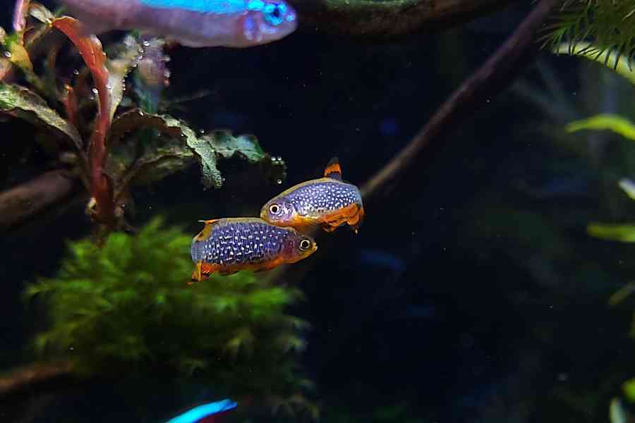 Danio perlové - Razbora galaxy - foto 2