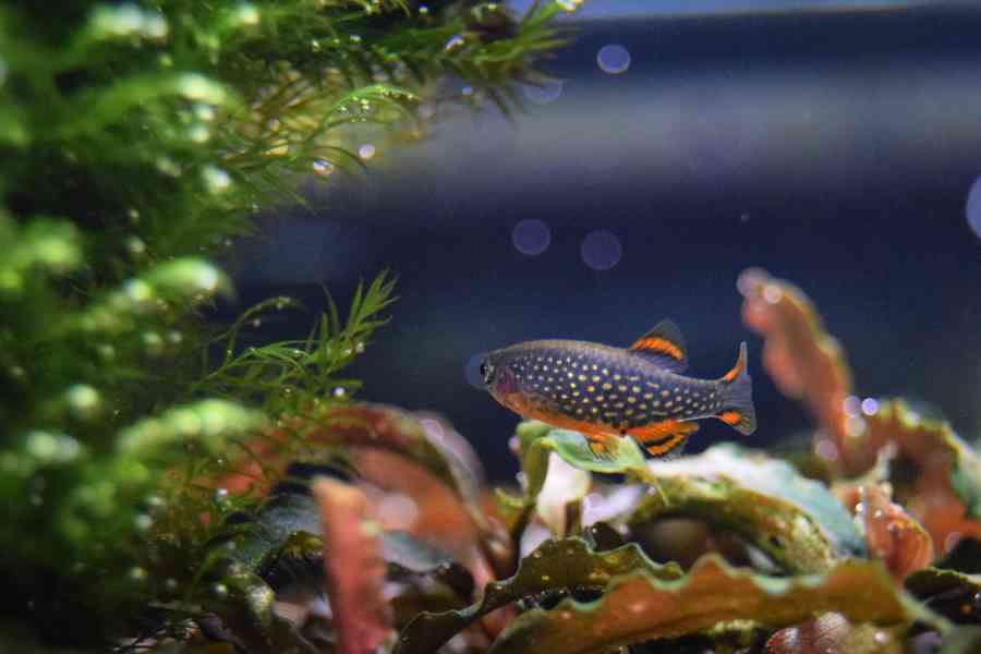 Danio perlové - Razbora galaxy - foto 4