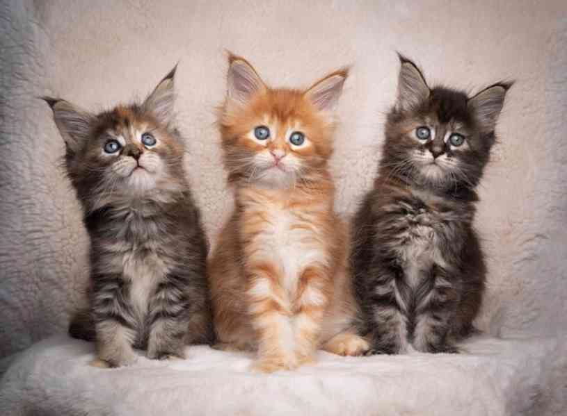 3 Mainská mývalí koťata na prodej - foto 1