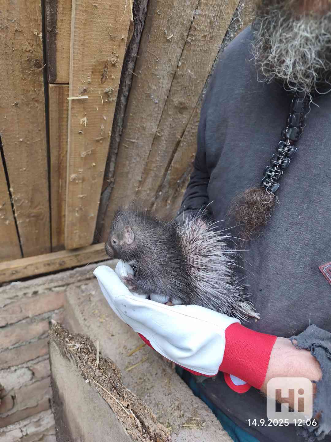 Dikobraz mládě samička - foto 1