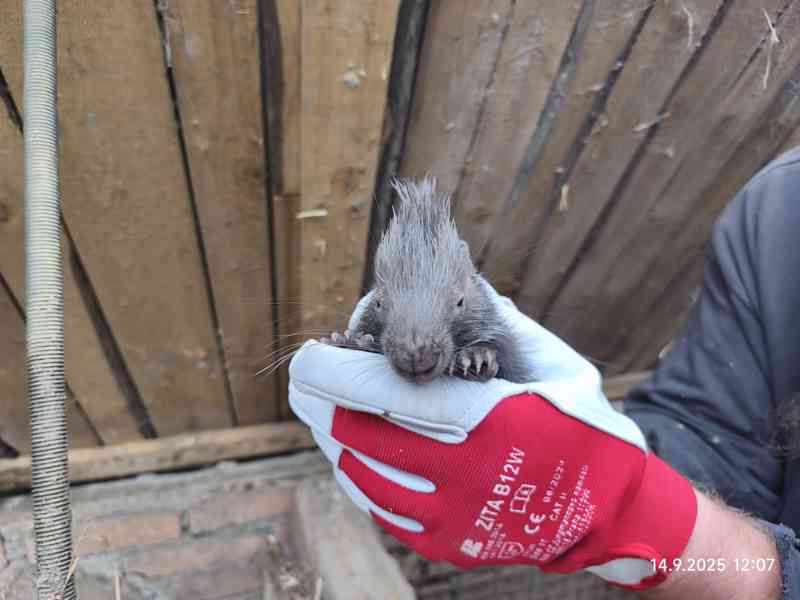 Dikobraz mládě samička - foto 6