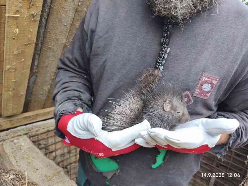 Dikobraz mládě samička - foto 2