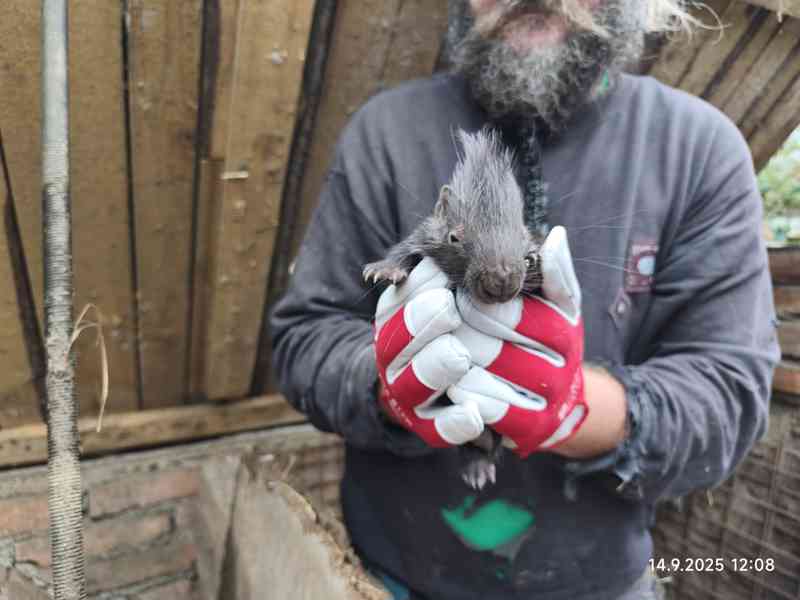 Dikobraz mládě samička - foto 9