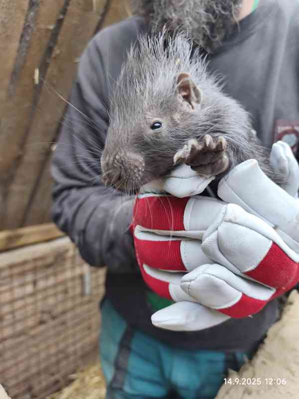 Dikobraz mládě samička - foto 3