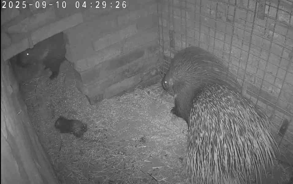 Dikobraz mládě samička - foto 13