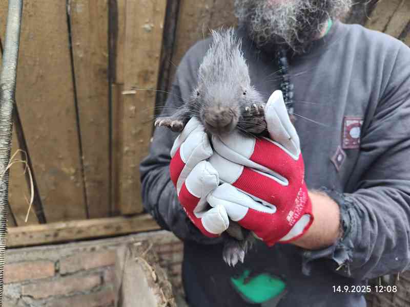 Dikobraz mládě samička - foto 11