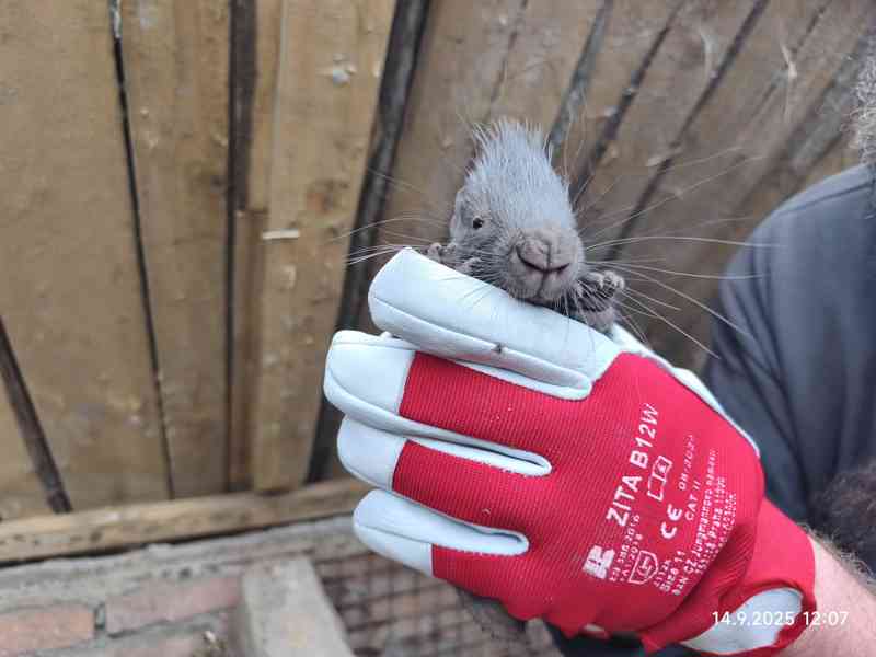 Dikobraz mládě samička - foto 10