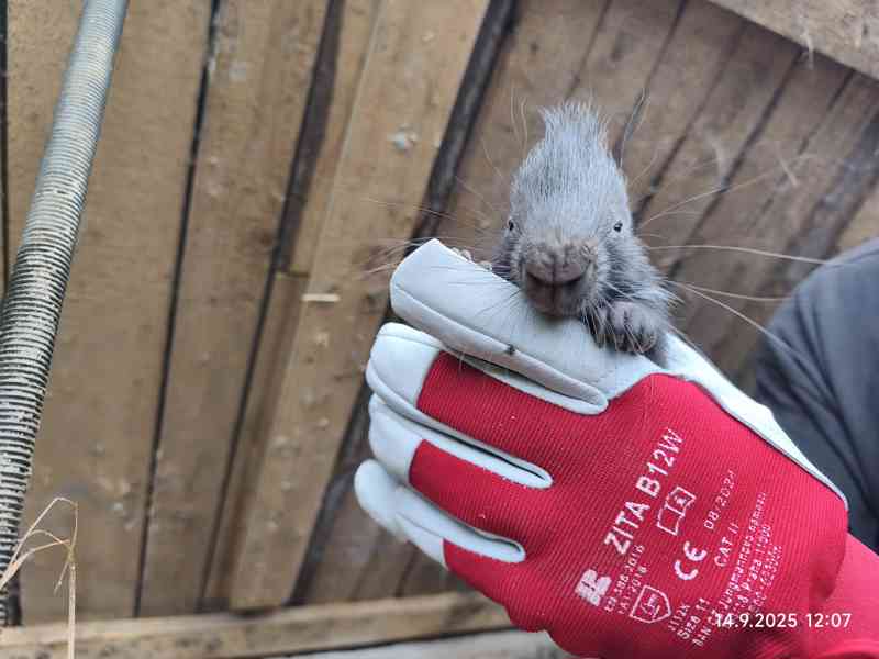 Dikobraz mládě samička - foto 8