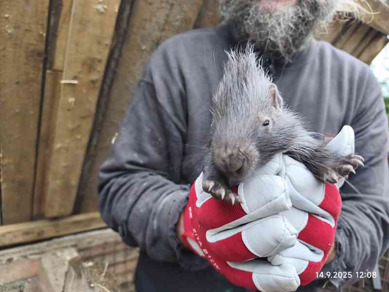 Dikobraz mládě samička - foto 12