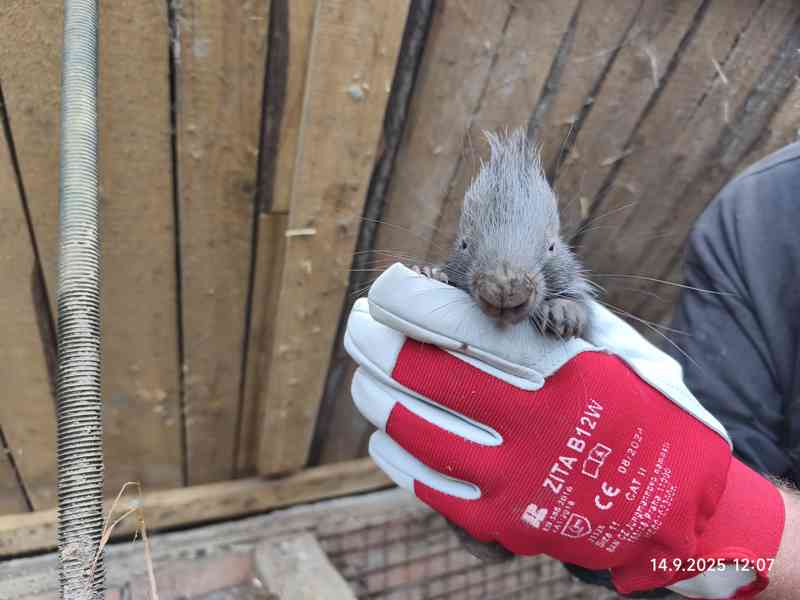 Dikobraz mládě samička - foto 7