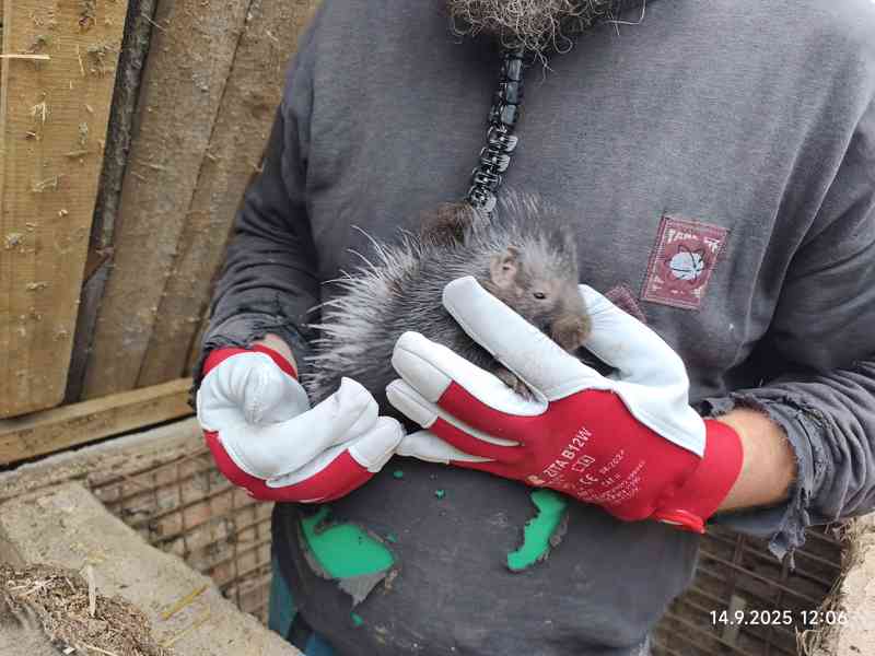 Dikobraz mládě samička - foto 4