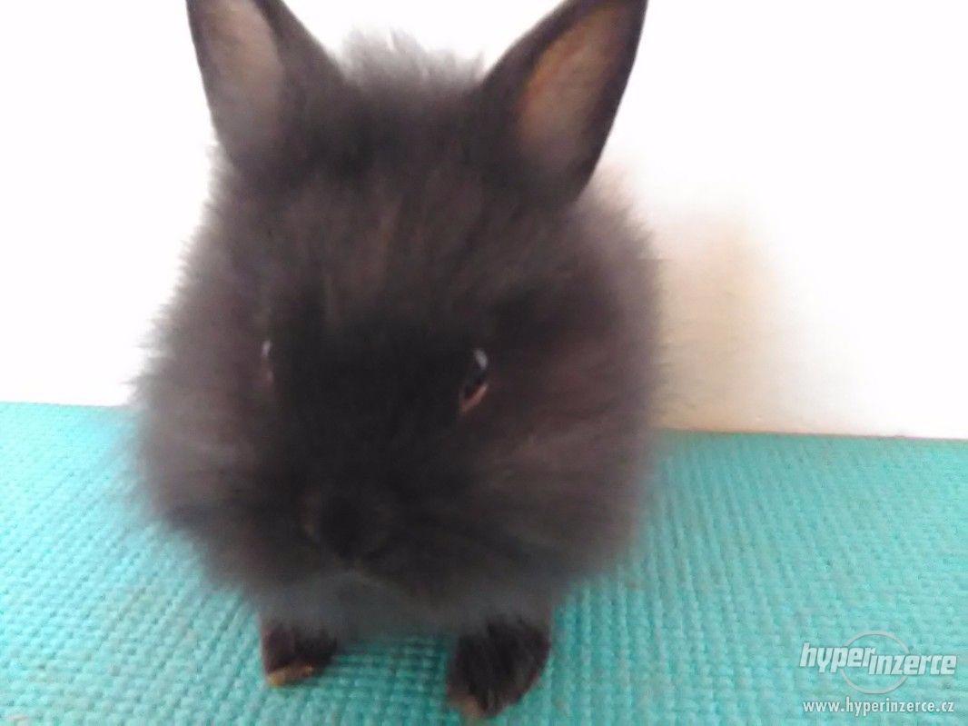 Prodej zakrslého králíka - foto 1
