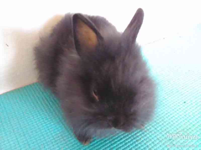 Prodej zakrslého králíka - foto 2