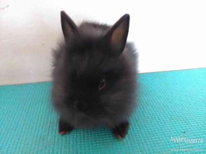 Prodej zakrslého králíka - foto 3