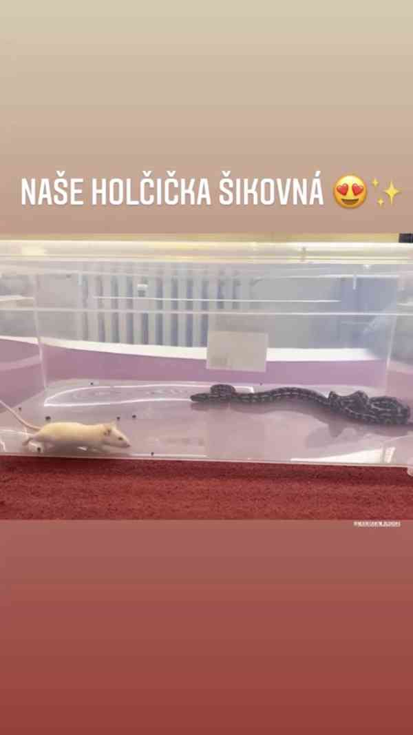Krajta Kobercová - foto 3