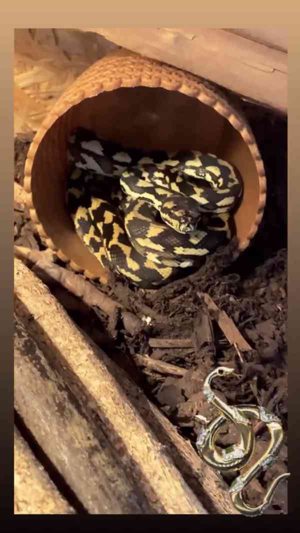 Krajta Kobercová - foto 5