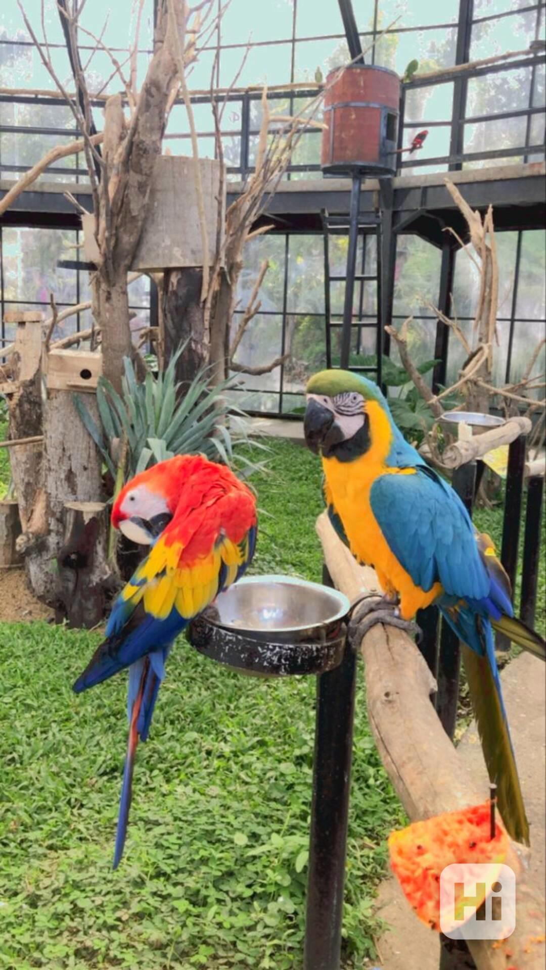 Zcela zdarma papoušci ara pro adopci zdarma   - foto 1