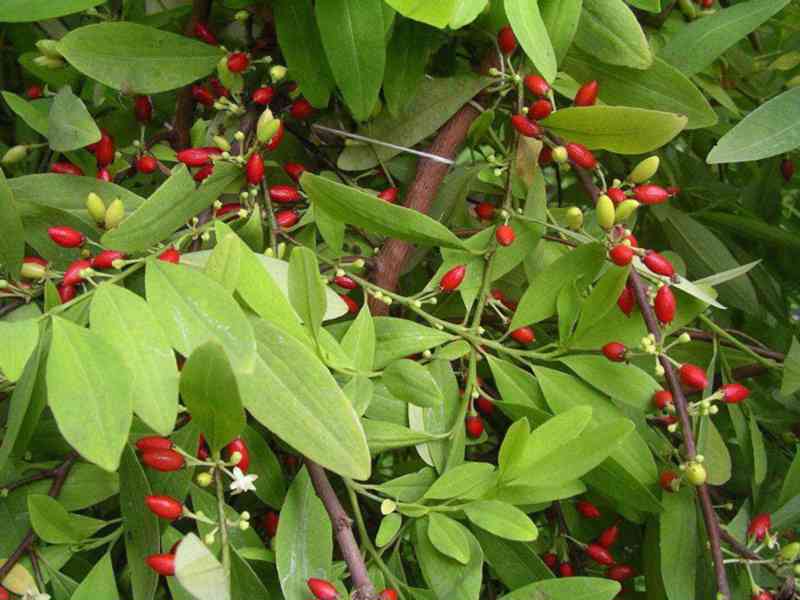 WhatsApp +447784929383 Buy Coca leaves in Georgia,Kuwait,Qat - foto 1