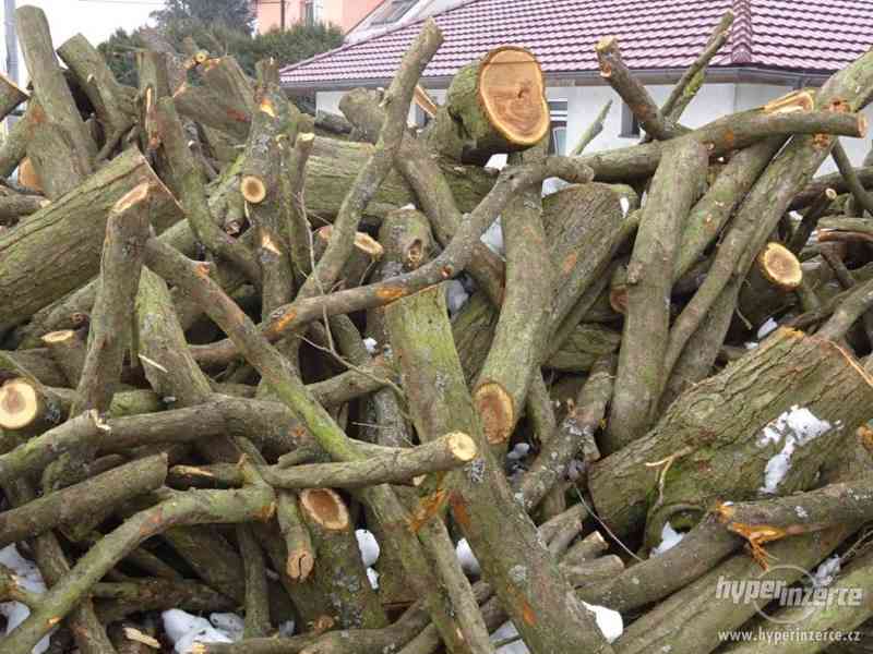 Prodám švestkové (trnkové) dřevo - foto 1