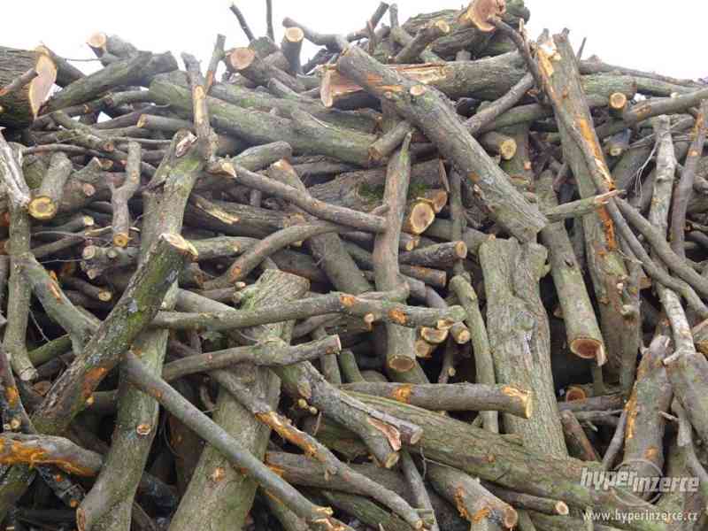 Prodám švestkové (trnkové) dřevo - foto 2