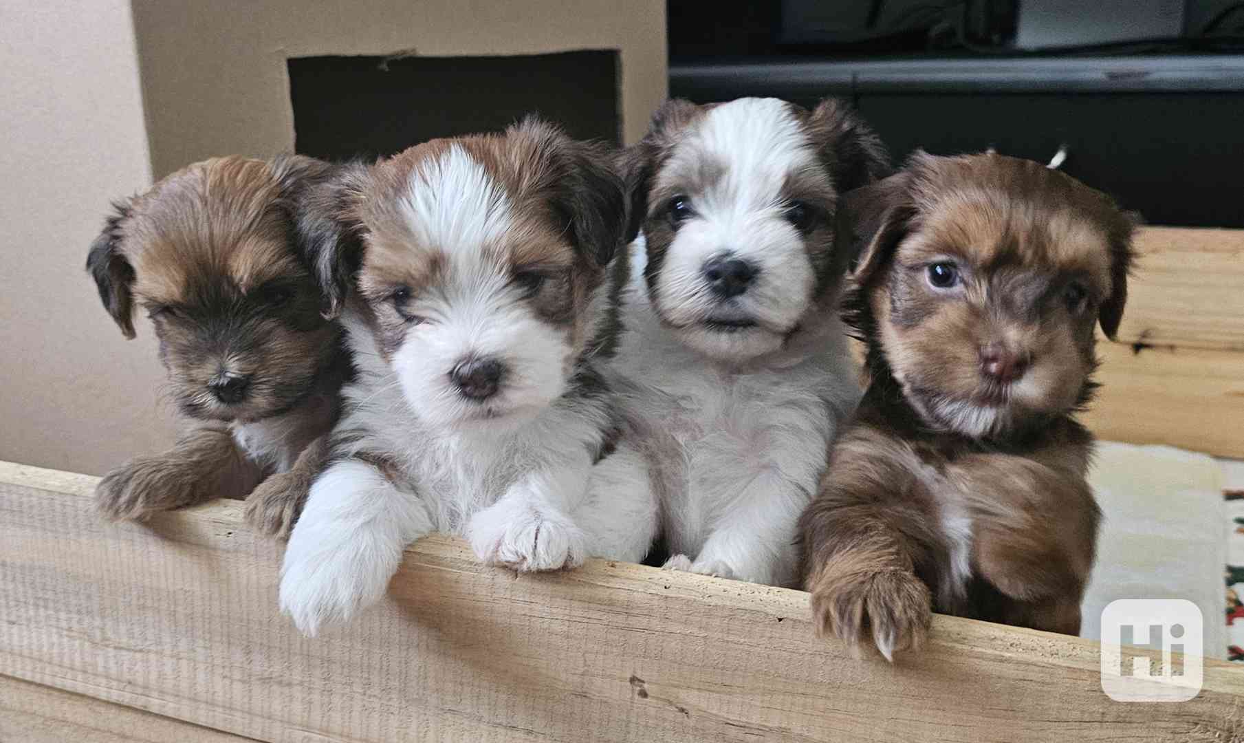 Zadáme štěňátka havanských psíků s PP po výborných rodičích - foto 1