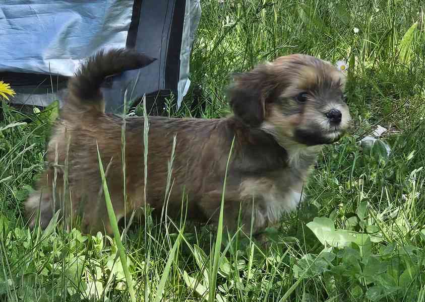 Zadáme štěňátka havanských psíků s PP po výborných rodičích - foto 13