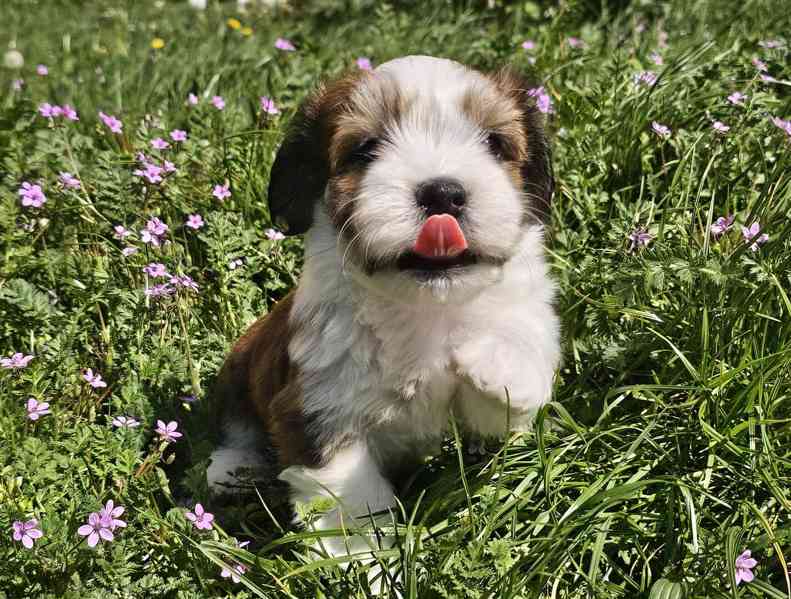 Zadáme štěňátka havanských psíků s PP po výborných rodičích - foto 12
