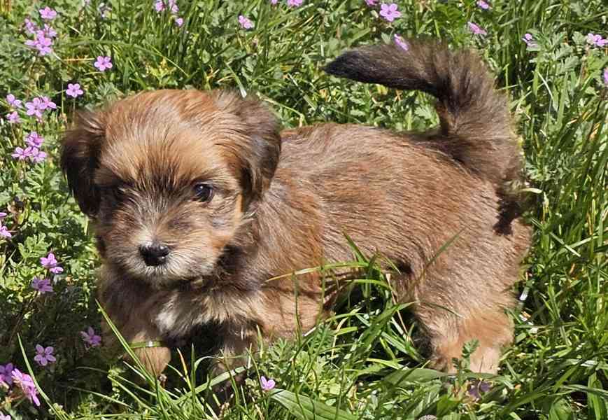 Zadáme štěňátka havanských psíků s PP po výborných rodičích - foto 15
