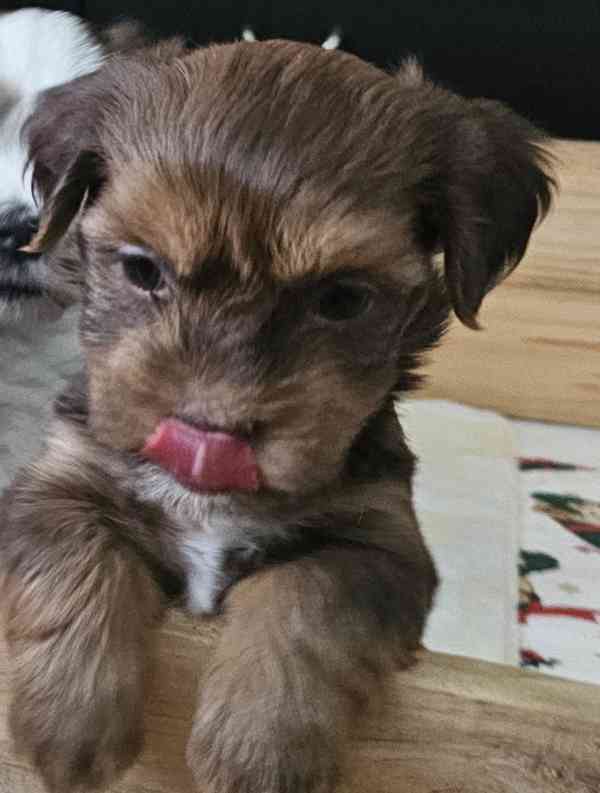 Zadáme štěňátka havanských psíků s PP po výborných rodičích - foto 7