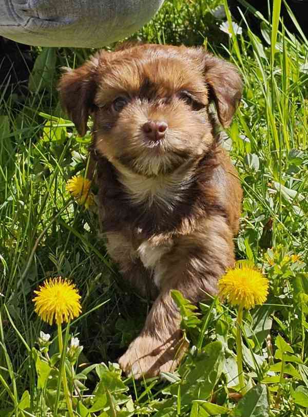 Zadáme štěňátka havanských psíků s PP po výborných rodičích - foto 4
