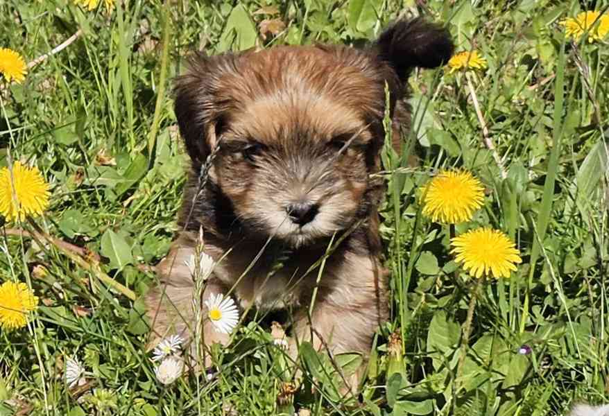 Zadáme štěňátka havanských psíků s PP po výborných rodičích - foto 16