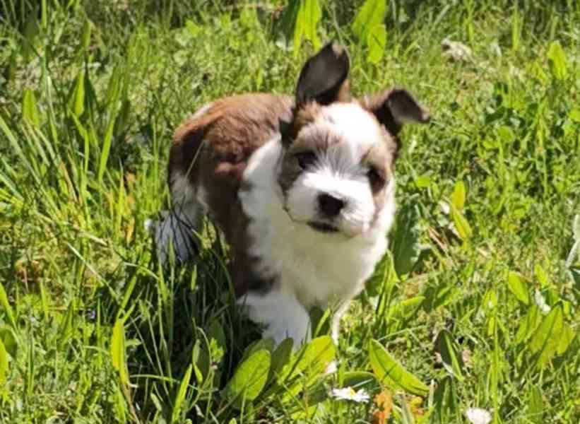 Zadáme štěňátka havanských psíků s PP po výborných rodičích - foto 10