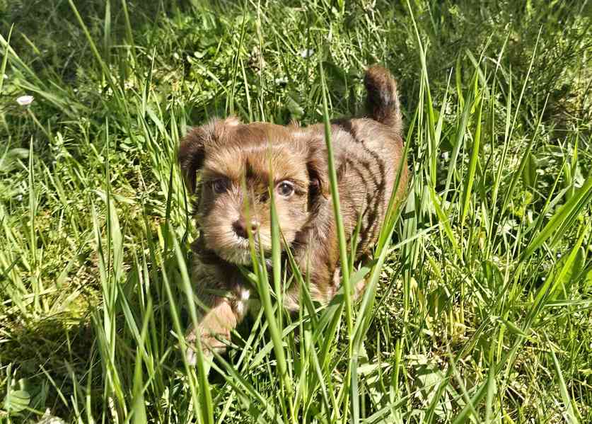 Zadáme štěňátka havanských psíků s PP po výborných rodičích - foto 3