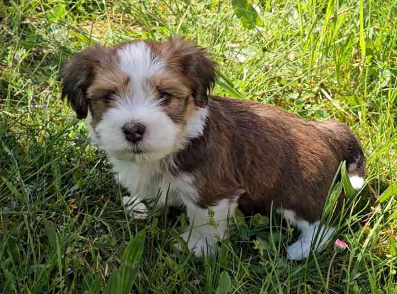 Zadáme štěňátka havanských psíků s PP po výborných rodičích - foto 20