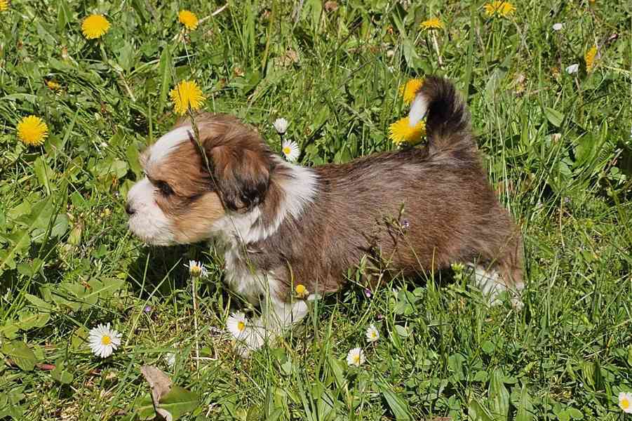 Zadáme štěňátka havanských psíků s PP po výborných rodičích - foto 17