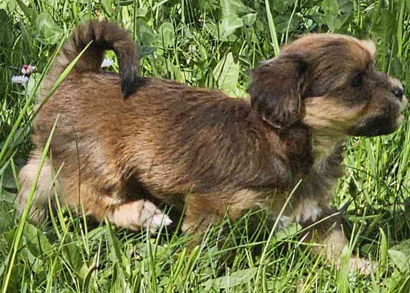 Zadáme štěňátka havanských psíků s PP po výborných rodičích - foto 14