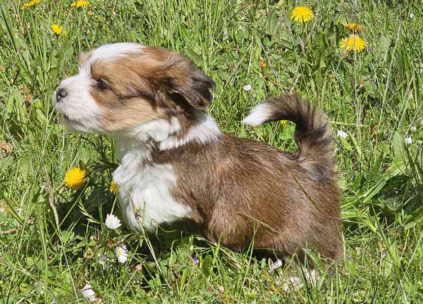 Zadáme štěňátka havanských psíků s PP po výborných rodičích - foto 18