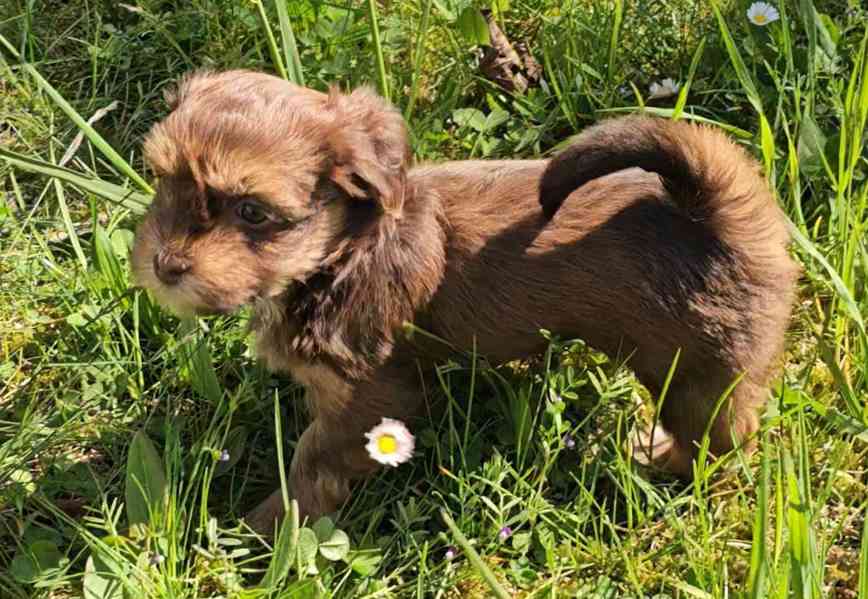 Zadáme štěňátka havanských psíků s PP po výborných rodičích - foto 5