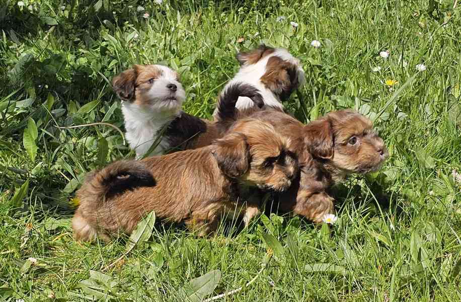 Zadáme štěňátka havanských psíků s PP po výborných rodičích - foto 2