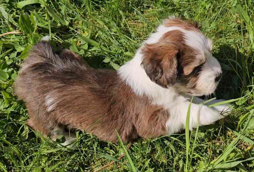 Zadáme štěňátka havanských psíků s PP po výborných rodičích - foto 8