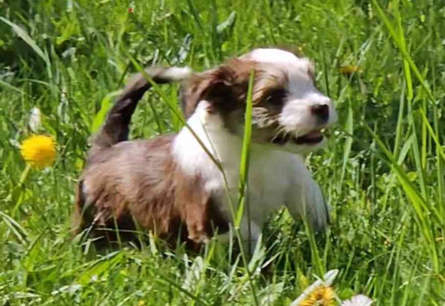 Zadáme štěňátka havanských psíků s PP po výborných rodičích - foto 11