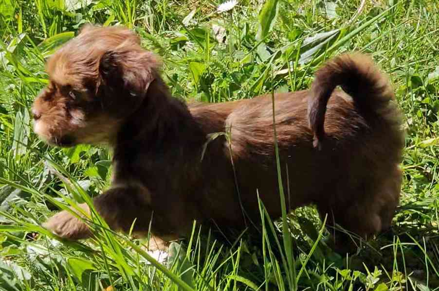 Zadáme štěňátka havanských psíků s PP po výborných rodičích - foto 6