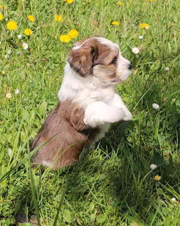 Zadáme štěňátka havanských psíků s PP po výborných rodičích - foto 9