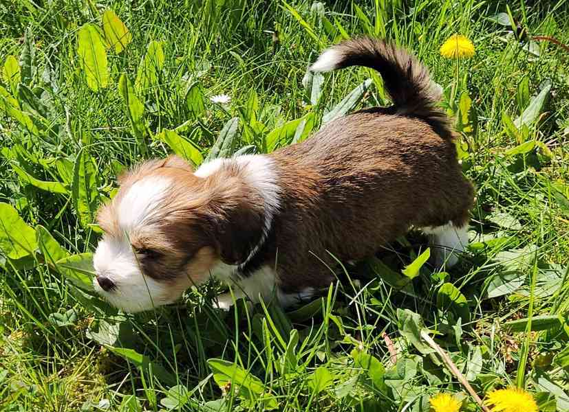 Zadáme štěňátka havanských psíků s PP po výborných rodičích - foto 19